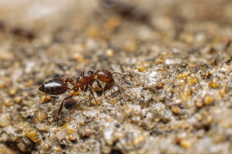 Φαστ εξολόθρευση: 4 tips να διώξετε τα μυρμήγκια από το σπίτι μια και καλή