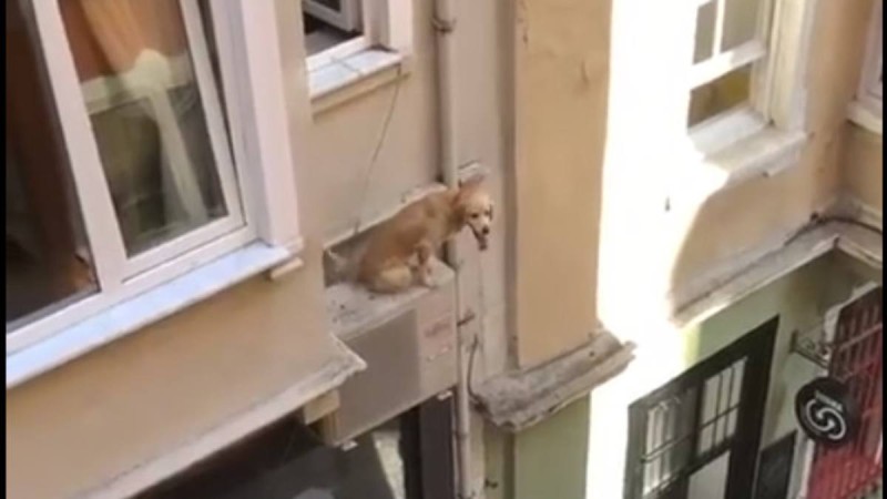 Τετραπέρατος σκύλος: Είχε παγιδευτεί σε περβάζι – Πώς τον διέσωσαν (Video)