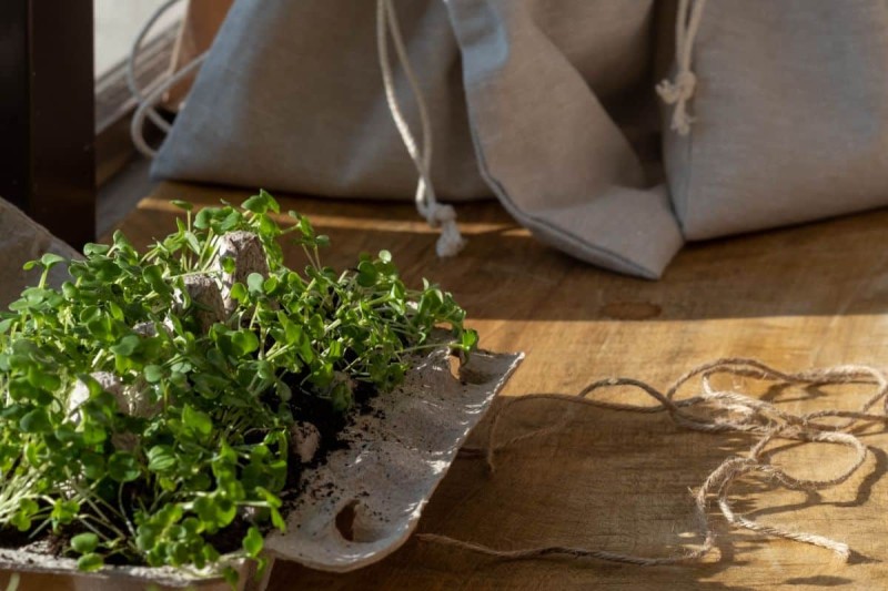 Φυσικό κομπόστ για τα φυτά σας: 5 τρόποι για να φτιάξετε τονωτικό boost