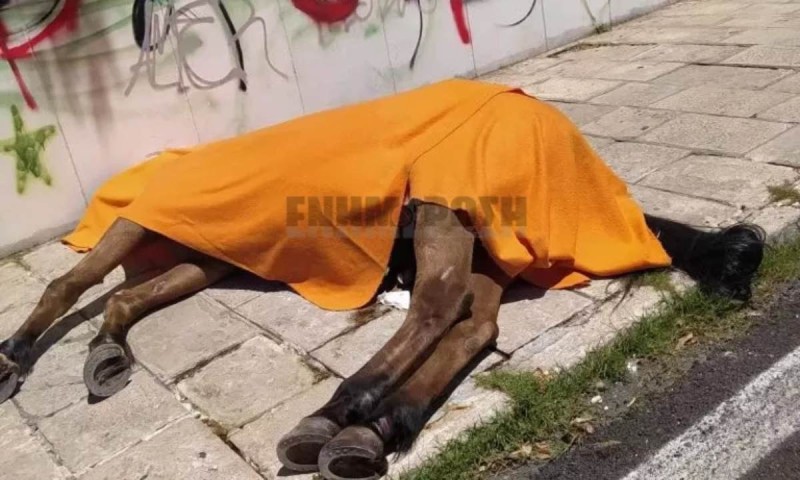 Νεκρό άλογο στη μέση του δρόμου στην Κέρκυρα