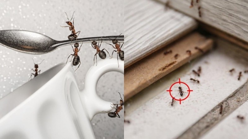 Μυρμήγκια στην κουζίνα: 3 δραστικές λύσεις για να εμποδίσετε την εμφάνισή τους