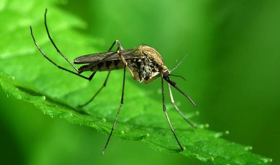 Ούτε ένα, ούτε δύο: 5 σωτήρια σπιτικά tips για να απαλλαγείτε από τον εφιάλτη των κουνουπιών