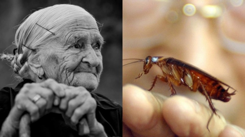 Κανένα εντομοαπωθητικό: Η γιαγιά είχε την λύση για την εξόντωση των κατσαρίδων - Το άγνωστο μυστικό που λίγοι έχουν δοκιμάσει
