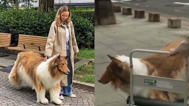 Ιάπωνας ξόδεψε χιλιάδες ευρώ για να «μεταμορφωθεί» σε σκύλο και έκανε την πρώτη του δημόσια εμφάνιση στον δρόμο (video)