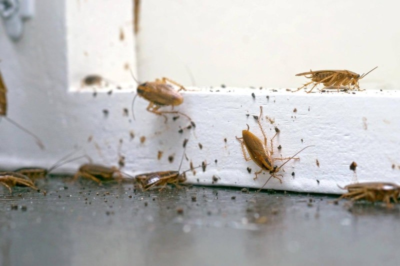«Αραλίκι» οι κατσαρίδες - Τα σημεία του σπιτιού που δημιουργούν φωλιές και τεμπελιάζουν όλη μέρα