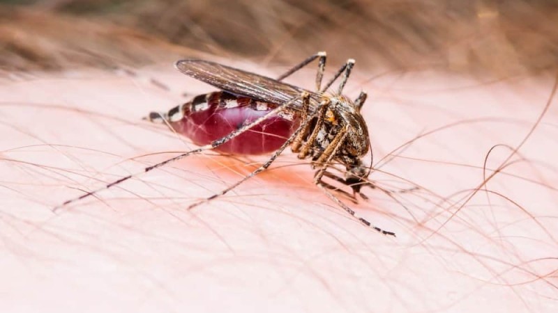 Τσίμπημα από κουνούπι: Γιατί δεν πρέπει να ξύνετε το σημείο
