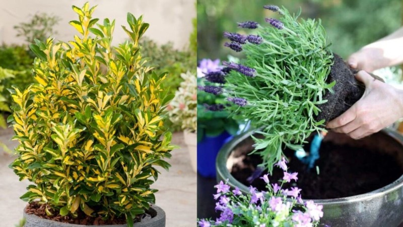 Καλοκαίρι και φυτά: 3 έξυπνα tips για να τα κάνετε να ανταπεξέλθουν στην ζέστη