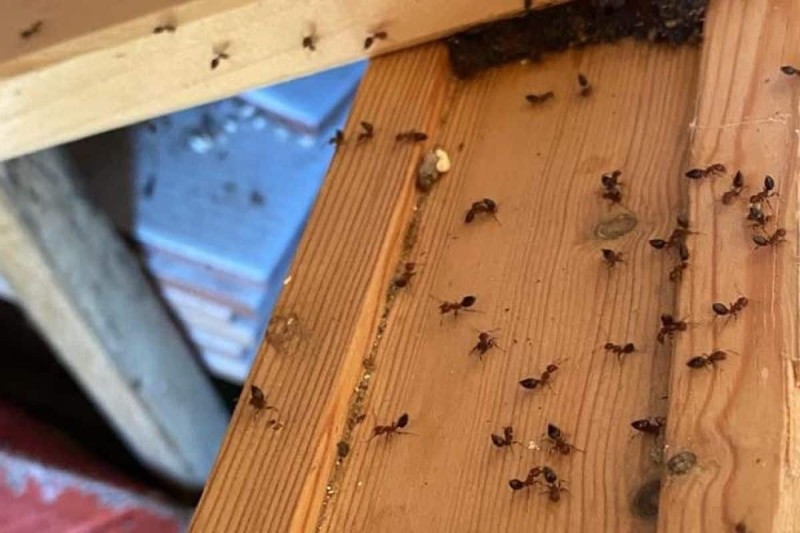 Μυρμήγκια τέλος: Εξοντώστε τα από το σπίτι σας με 3 απλές κινήσεις