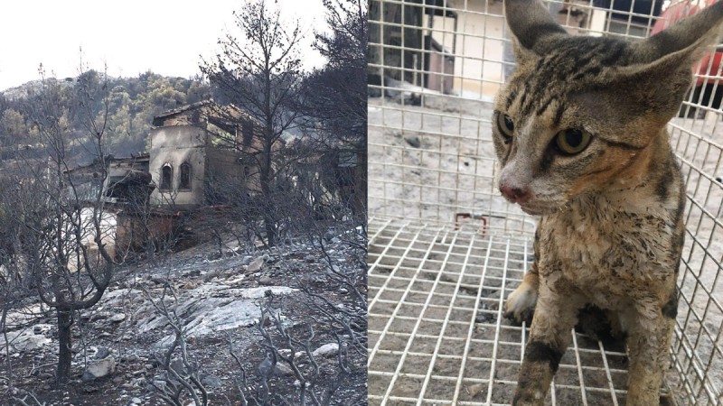 Φωτιά στη Φυλή: Εθελοντές έσωσαν γάτο «ζωντανό – νεκρό» που έφερε εγκαύματα και τραυματισμούς (photos)