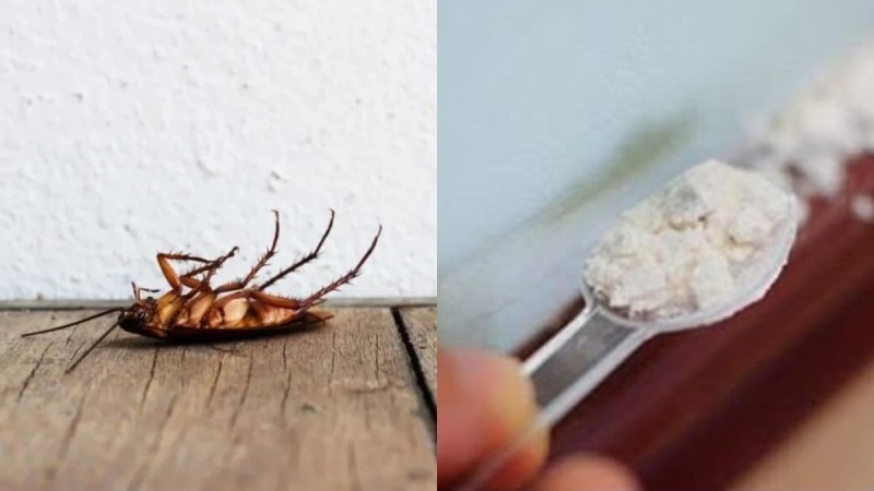 Εφιάλτης τέλος: Εξοντώστε τις κατσαρίδες με αλεύρι και 2 ακόμα υλικά