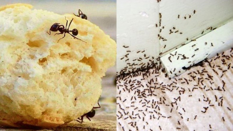 Μυρμήγκια τέλος: Εξοντώστε τα από το σπίτι σας με 3 απλές κινήσεις