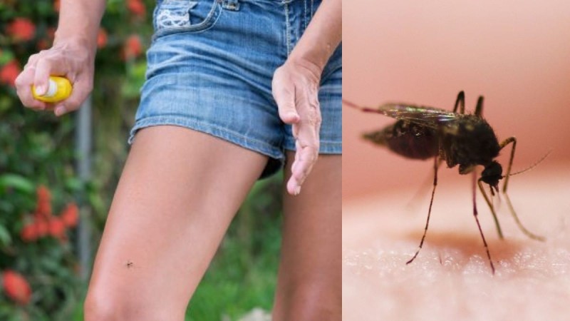 «Παγίδα» για κουνούπια: Αυτό είναι το άρωμα που θα σας απαλλάξει οριστικά από αυτά τα ενοχλητικά έντομα
