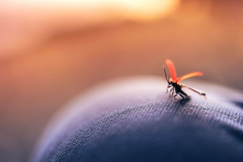 «Παγίδα» για κουνούπια: Αυτό είναι το άρωμα που θα σας απαλλάξει οριστικά από αυτά τα ενοχλητικά έντομα