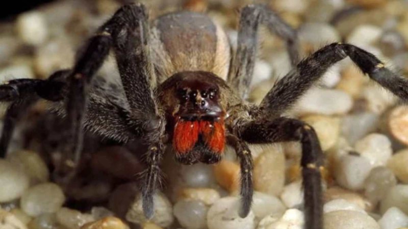 Πανικός σε σούπερ μάρκετ: Εκκενώθηκε άρον-άρον λόγω αράχνης που προκαλεί επώδυνη στύση ωρών