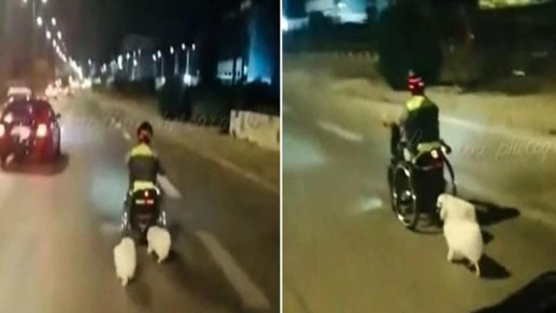 Τροχαίο στη Βάρκιζα: Συγκινητικό βίντεο του 40χρονου με το αναπηρικό αμαξίδιο και τα δύο σκυλάκια του που παρασύρθηκε από 87χρονο - Λίγες ημέρες πριν την τραγωδία