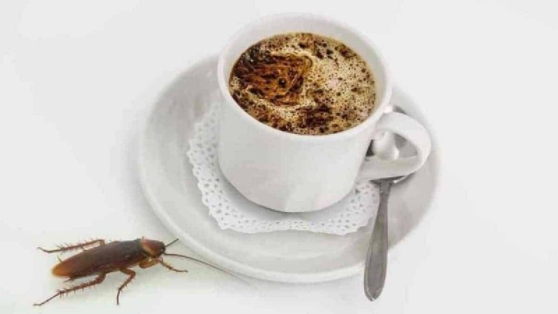 Τέλος οι κατσαρίδες με καφέ