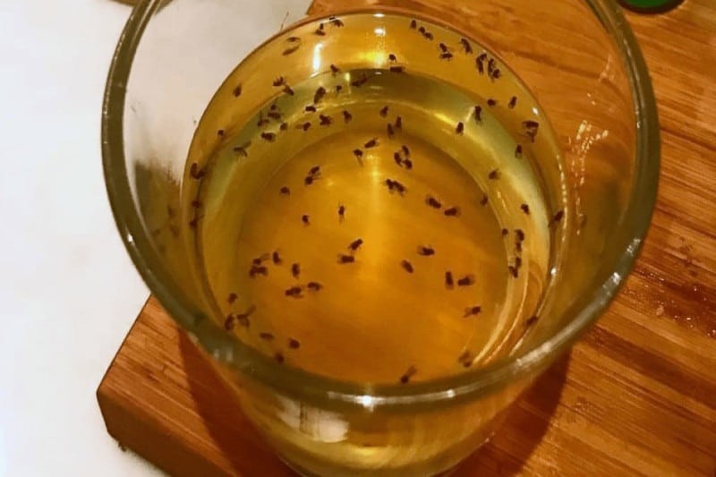Έντομα κουζίνας: Απαλλαγείτε από τα ενοχλητικά μυρμήγκια και μυγάκια με την σπιτική «παγίδα» από 1 υλικό