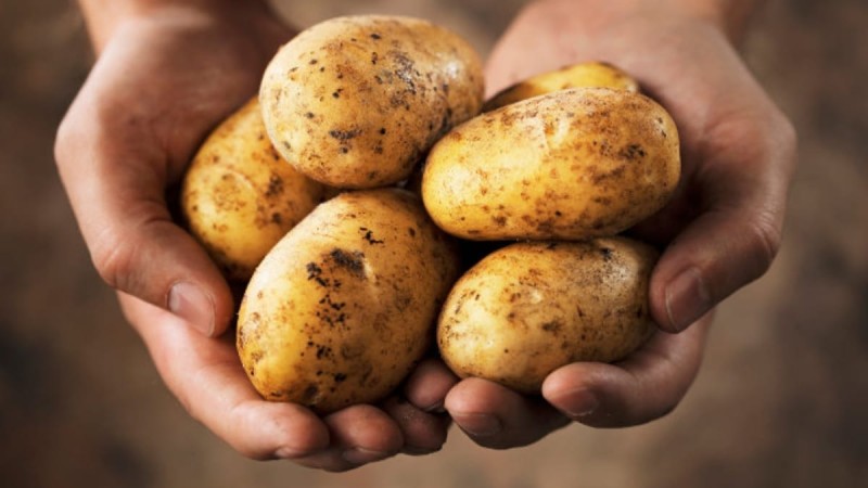 Το μάθαμε στο σχολείο, αλλά είναι ο μεγαλύτερος μύθος: «Το ευφυές κόλπο του Καποδίστρια με τις πατάτες»