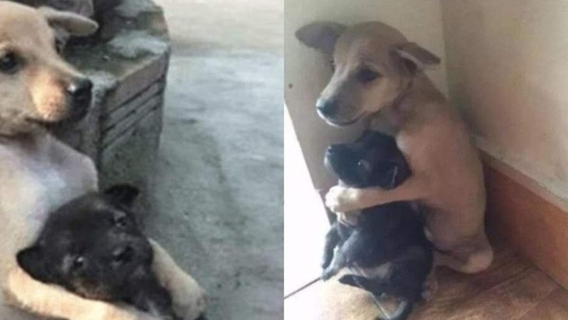 Σκυλίσια αγάπη: Αδέσποτος τετράποδος δεν σταματά να αγκαλιάζει τον φίλο του όταν τους έσωσαν από τους δρόμους