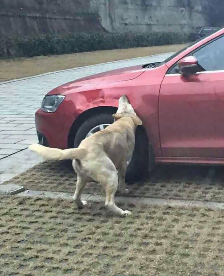 σκύλος καταστρέφει αμάξι