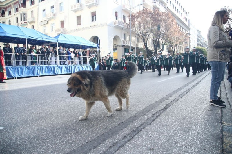 28η Οκτωβρίου: Περήφανος σκύλος κλέβει την παράσταση στη μαθητική παρέλαση της Θεσσαλονίκης (photos)