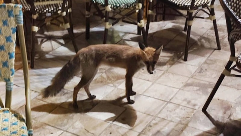 Αλεπού είναι... θαμώνας σε καφετέριες στο Ναύπλιο - «Κόβει βόλτες» κάθε βράδυ (video)