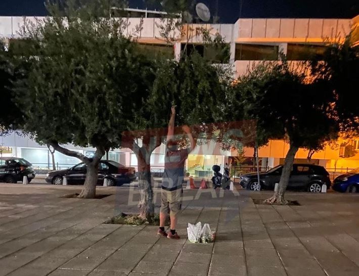 Εκτοξεύτηκε η τιμή του ελαιόλαδου και πολίτες βγήκαν στο κέντρο της Αθήνας να μαζέψουν ελιές
