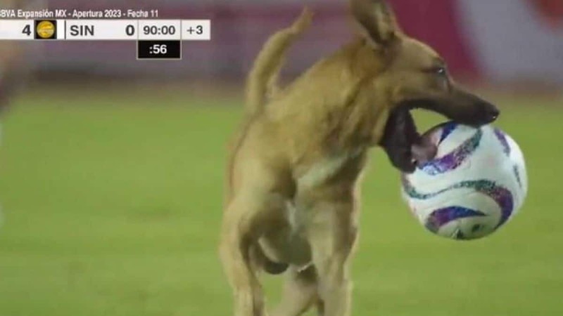 Σκύλος διέκοψε αγώνα, παίρνοντας την μπάλα και... ντριμπλάροντας τους σεκιουριτάδες! (video)