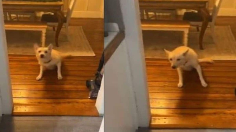 Τετράποδος πότης: Σκύλος ήπιε αλκοόλ και τον βρήκαν να κάνει οκτάρια στο σαλόνι (video)