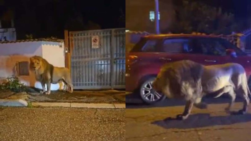 Αμόκ στην Ιταλία: Τεράστιο λιοντάρι δραπέτευσε από τσίρκο και κόβει βόλτες σε πόλη, δίπλα από περαστικούς (video)