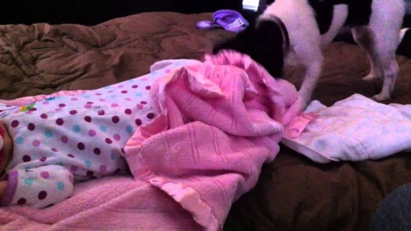 Στο 0:04 η καρδιά μας «έλιωσε»: Κρυφή κάμερα καταγράφει τι κάνει ο σκύλος ενώ το μωρό κοιμάται (Video)