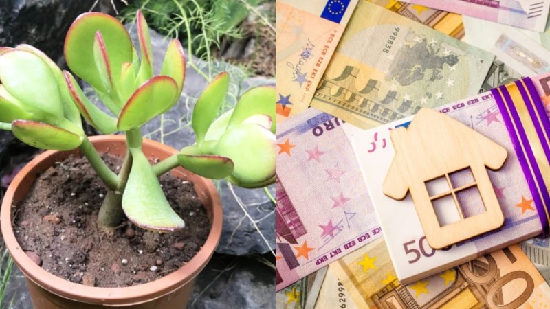 Χρήμα με το «κιλό»: Βάλτε αυτό το φυτό σπίτι σας και θα δείτε τα οικονομικά σας να «ανθίζουν»