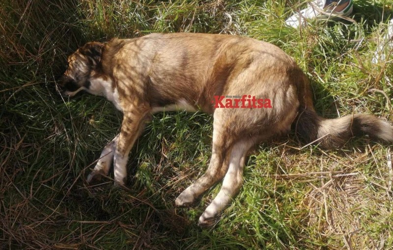 Πυροβόλησαν και σκότωσαν αδέσποτο σκύλο στην Πιερία