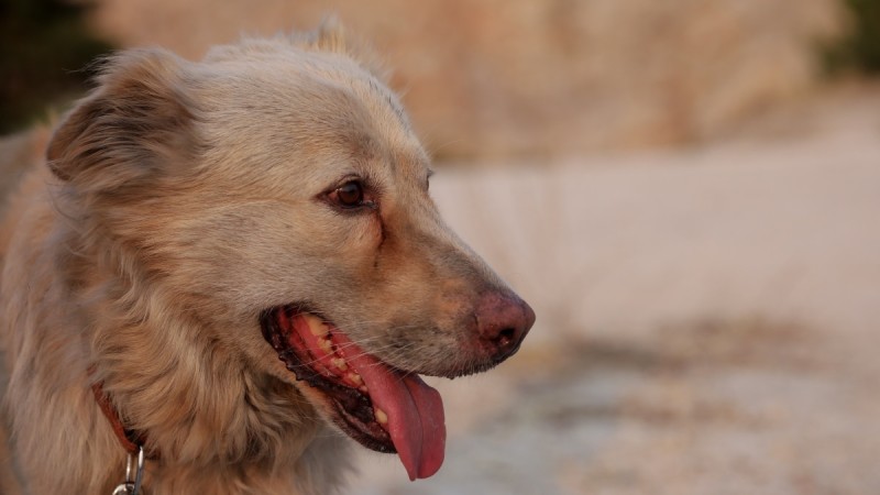 Φρίκη στην Κατερίνη: «Γάζωσαν» αδέσποτο σκύλο - Τον πυροβόλησαν πάνω από 30 φορές σε όλο του το σώμα (photo)
