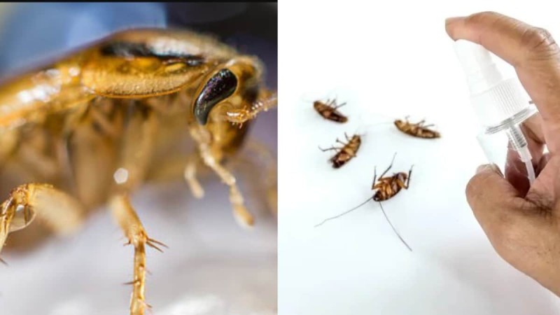 «Φονικό όπλο» για τις κατσαρίδες: Το υλικό του μπάνιου που θα τις εξοντώσει στο λεπτό