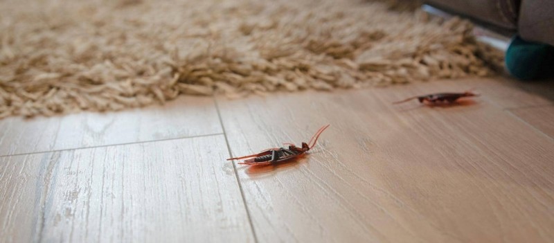 «Τετέλεσται» για τις κατσαρίδες: Το απρόσμενο κόλπο με την θαυματουργή δράση που θα διώξει τα ανεπιθύμητα έντομα