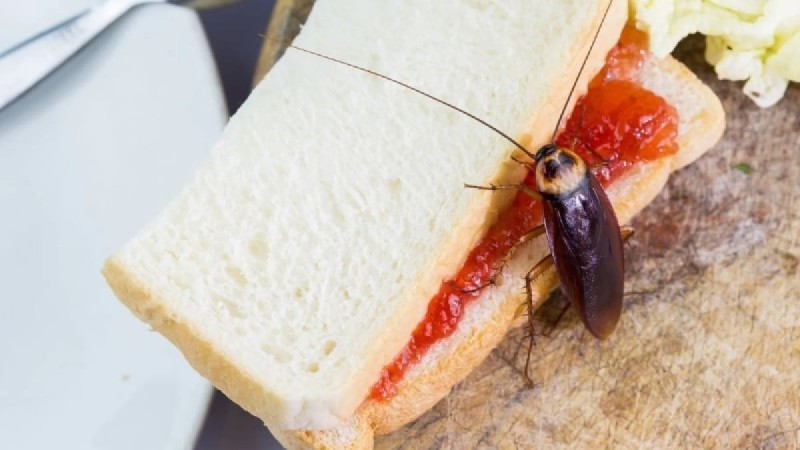 Ορκισμένοι εχθροί της κατσαρίδας: 6 φυσικοί τρόποι για να τις απωθήσετε άμεσα