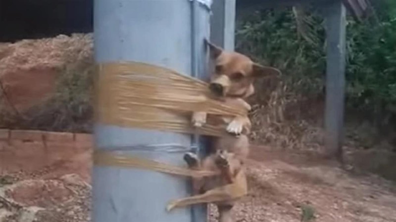 Αίσχος και αποτροπιασμός: Έδεσε σκυλάκι σε κολόνα γιατί έκανε την ανάγκη του στο γκαζόν του (video)