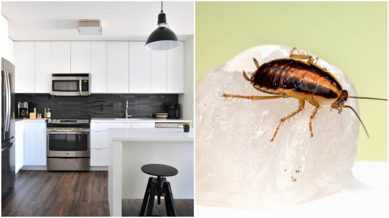 Στο καλό και να μην μας γράφετε: Πως να εξοντώσετε τις κατσαρίδες από την κουζίνα σας