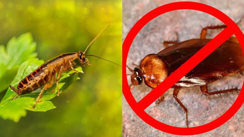 «Τα μπογαλάκια τους και έξω»: Τα 2 υλικά κάτω από 1,5 ευρώ που εξολοθρεύουν τις κατσαρίδες