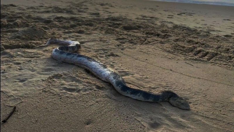 Θρίλερ σε παραλία του Βόλου: Φίδι δάγκωσε γυναίκα μέσα στη θάλασσα! -  Ελλάδα - Athens magazine
