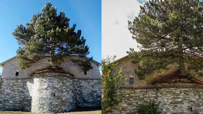 Σοκ και δέος: 100 χρονών δέντρο μεγαλώνει μέσα σε εκκλησία στα Γρεβενά