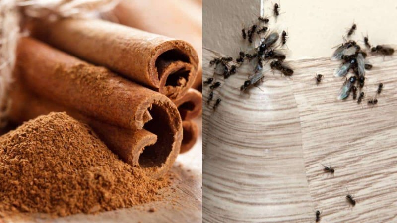 «Τέζα» τα μυρμήγκια: Το απίστευτο tip με την κανέλα που θα τα κάνει παρελθόν
