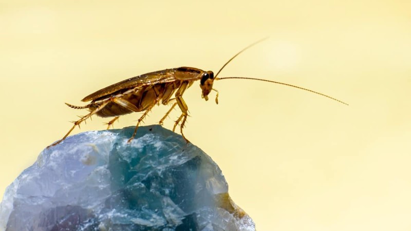 Τετέλεσται κατσαρίδες: Η απόλυτη παγίδα