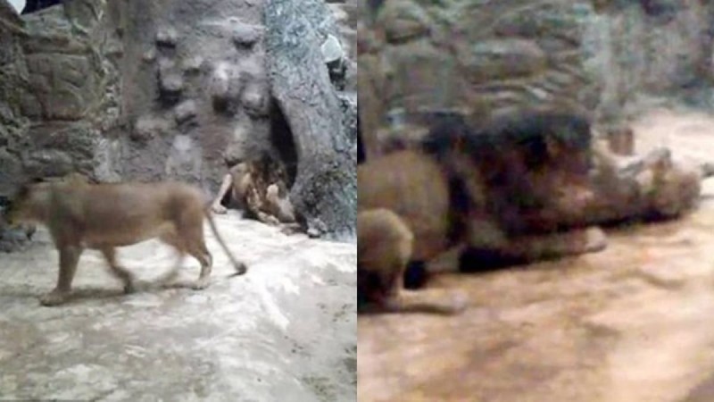 Σκληρή μάχη: Λιοντάρι κατασπαράζει άλλο λιοντάρι μπροστά στην κάμερα!