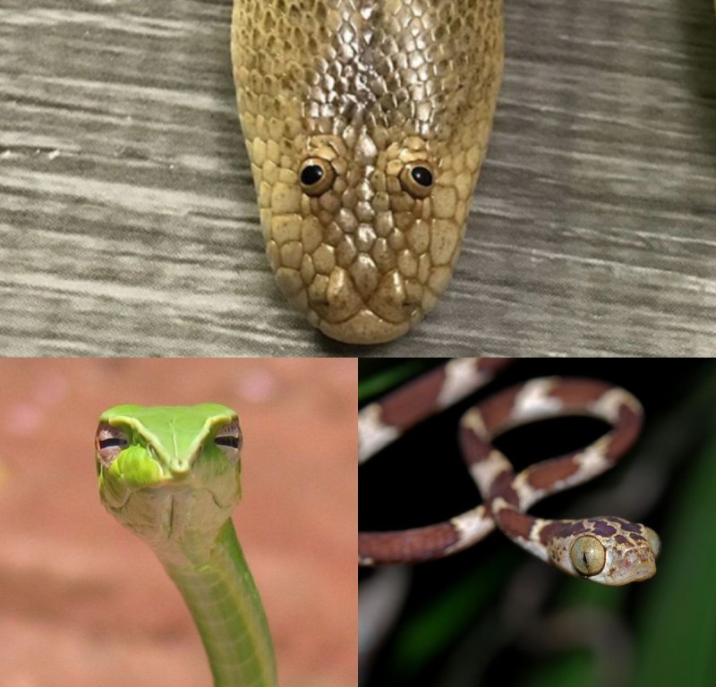 Φίδια