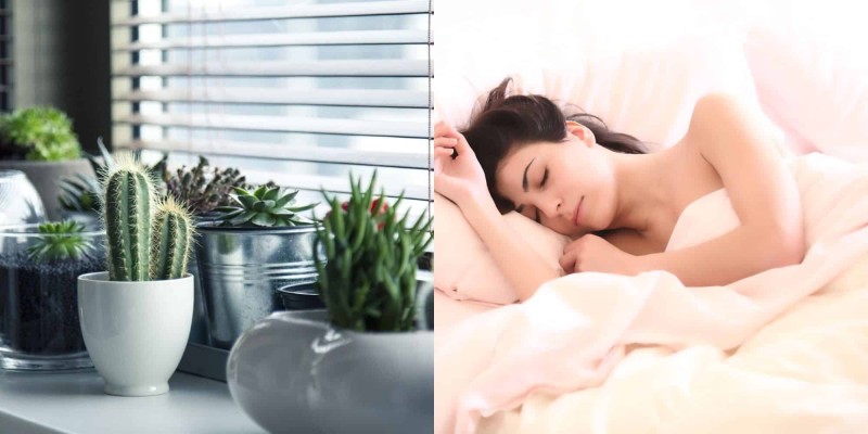 Προβλήματα με τον ύπνο: Αυτά τα 5 φυτά εσωτερικού χώρου εγγυώνται καλύτερο ύπνο