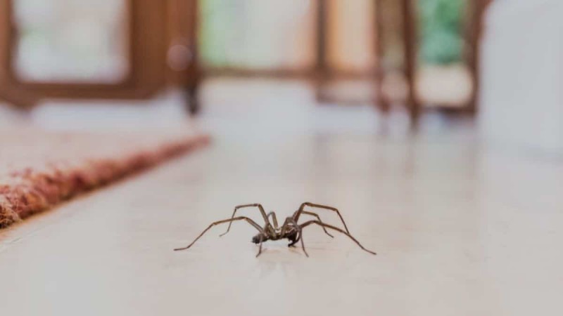 Δραστική και φυσική καταπολέμηση για τις αράχνες στο σπίτι με υλικά της κουζίνας σου