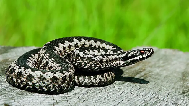 Συναγερμός στη Λαμία: Στη ΜΕΘ 16χρονος μετά από δάγκωμα οχιάς!