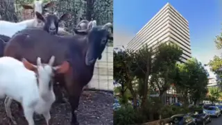 Αμπελόκηποι: Εντοπίστηκε ολόκληρη φάρμα στον 16ο όροφο πολυκατοικίας – Η απάντηση της οικογένειας μετά την παρέμβαση εισαγγελέα